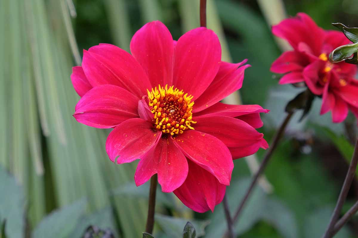 A close up horizontal image of a red 'Bishop of Canterbury' dahlia flower pictured on a soft focus background.
