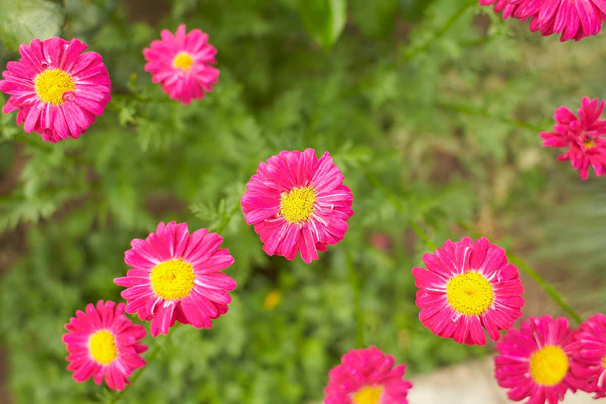 A horizontal close up image of red Tanacetum coccineum (painted daisies) growing in the garden pictured on a soft focus background.