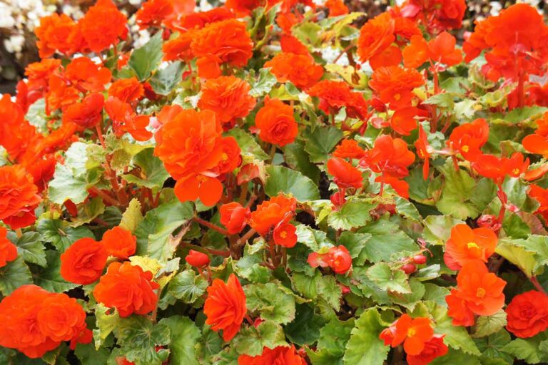 How to Grow and Care for Tuberous Begonias | Gardener’s Path