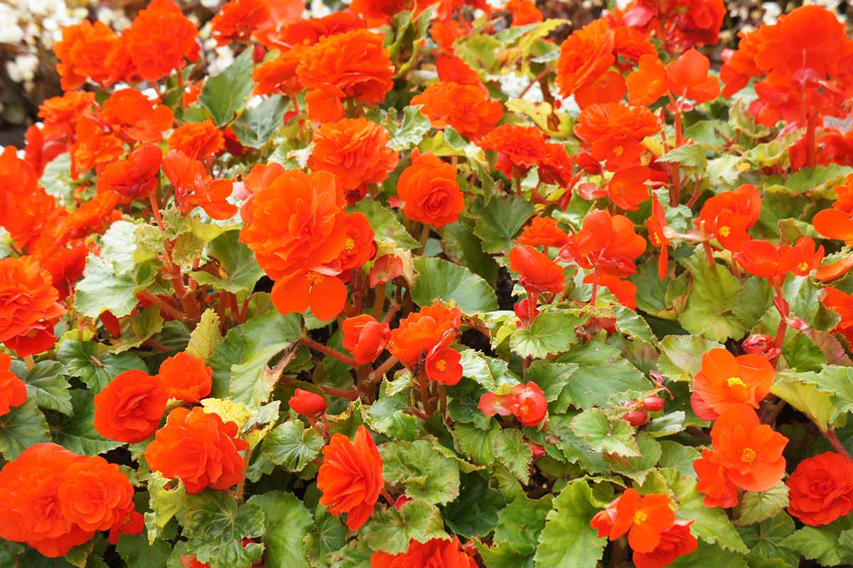 A close up horizontal image of red begonia flowers growing in the garden.