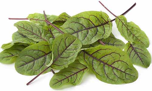 A close up of a pile of red-veined sorrel isolated on a white background.