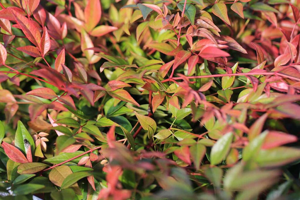 When and How to Prune Nandina (Heavenly Bamboo)