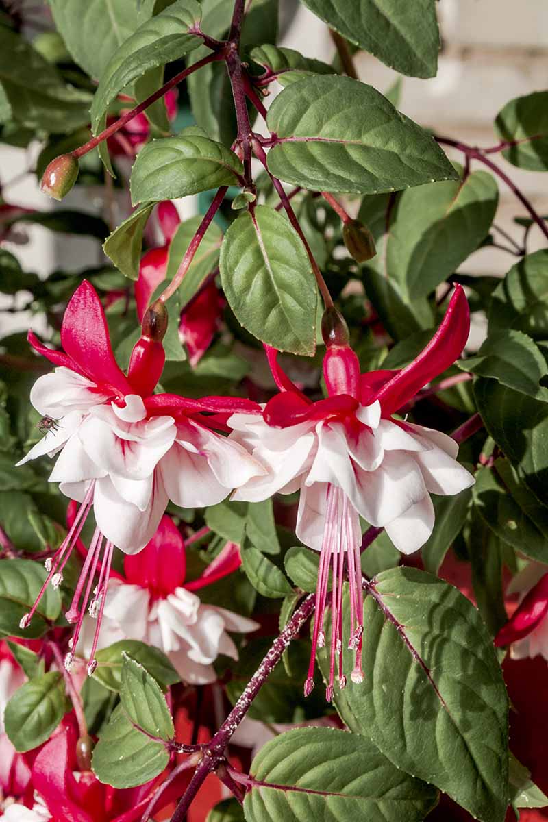 A close up vertical image of red and white fuchsia flowers growing in the garden.