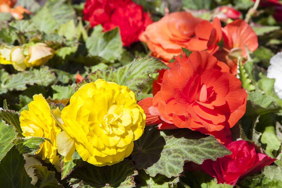 A close up horizontal image of red and yellow tuberous begonias growing in the garden pictured in bright sunshine.