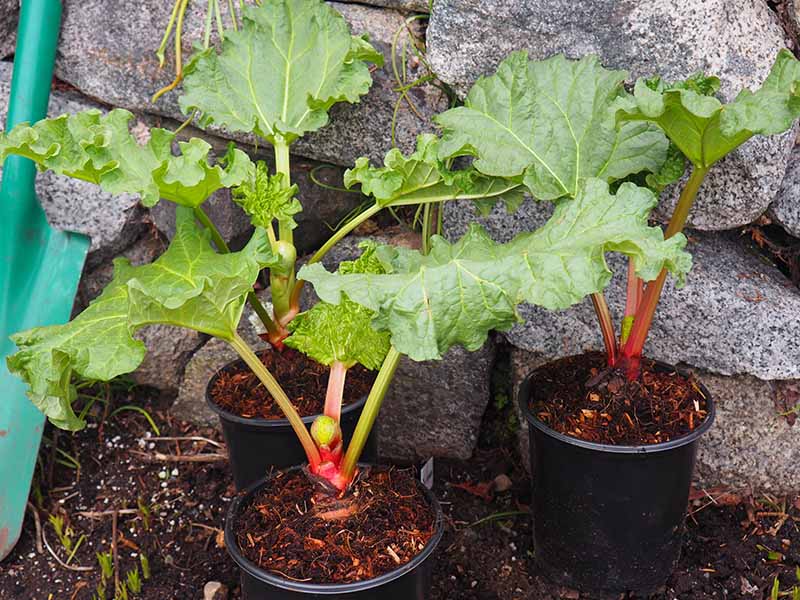 A close up horizontal image of rhubarb plants growing in small containers ready to transplant into the garden.