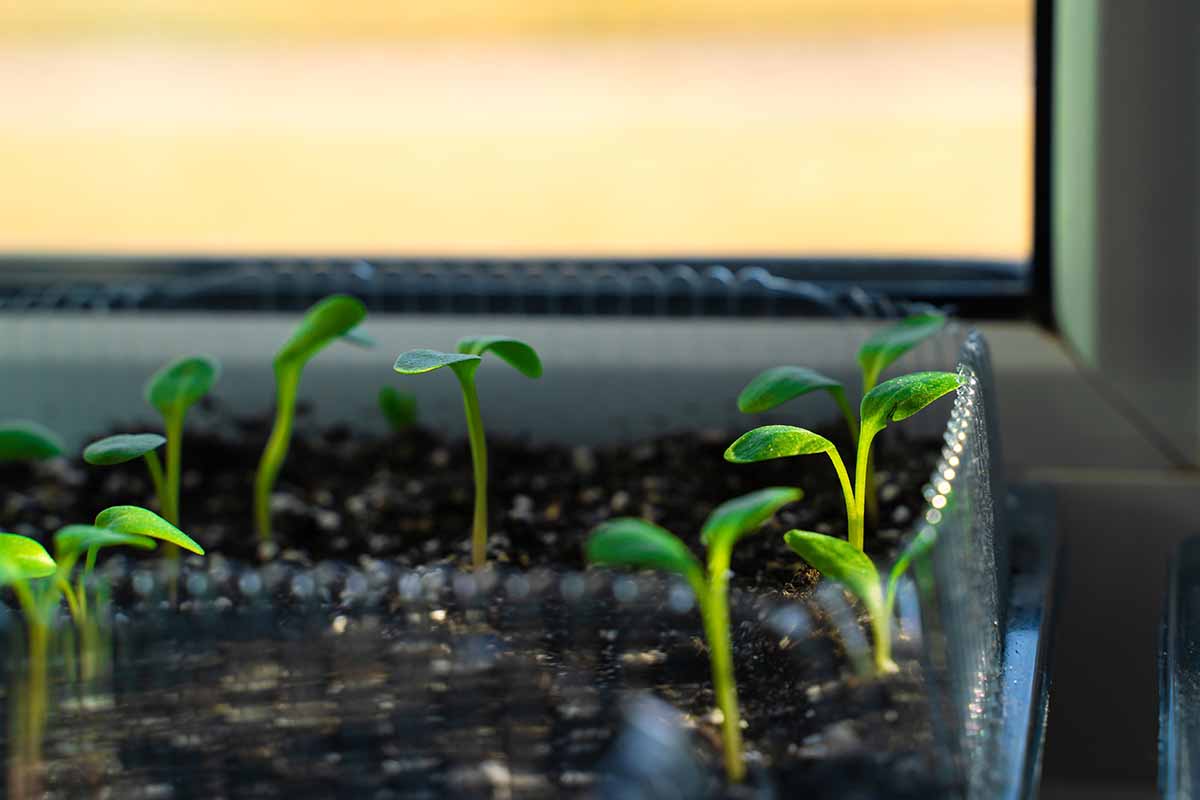 A close up horizontal image of seedlings growing in a flat on a windowsill indoors.