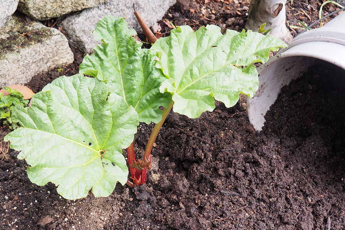 A horizontal image of a side dressing of compost applied over the root zone of a rhubarb plant in spring.