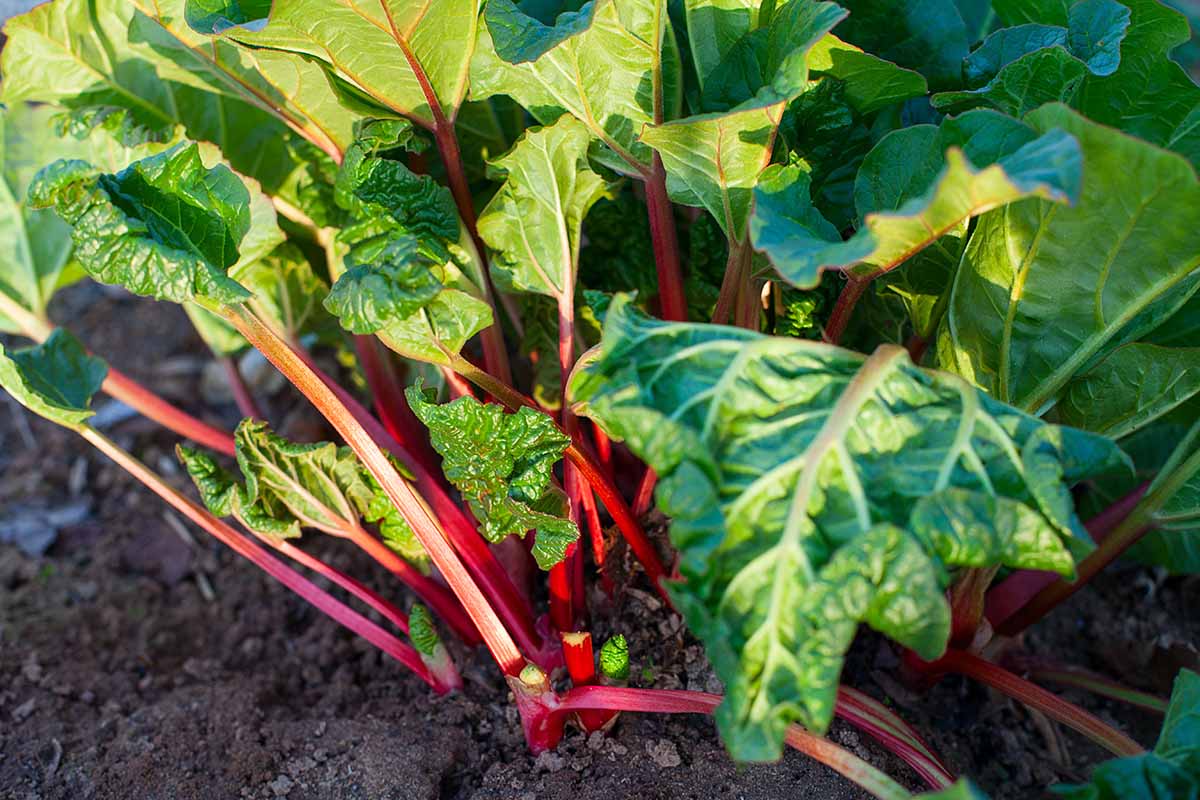 A close up horizontal image of rhubarb growing in the garden pictured in light filtered sunshine.