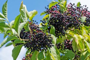 A close up of a mature elderberry plant, growing in a container with ripe, dark purple fruit hanging in clusters, pictured in bright sunshine with blue sky in the background.