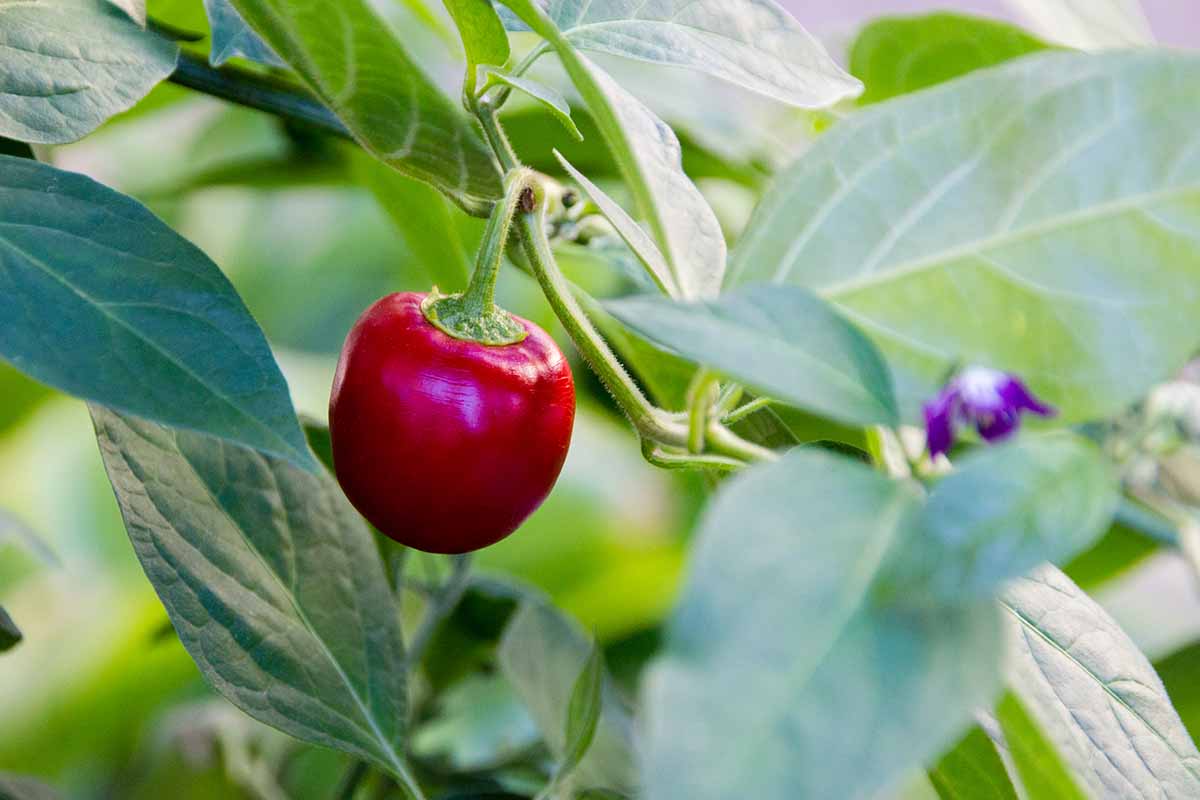 A close up horizontal image of rocoto peppers growing in the garden pictured on a soft focus background.