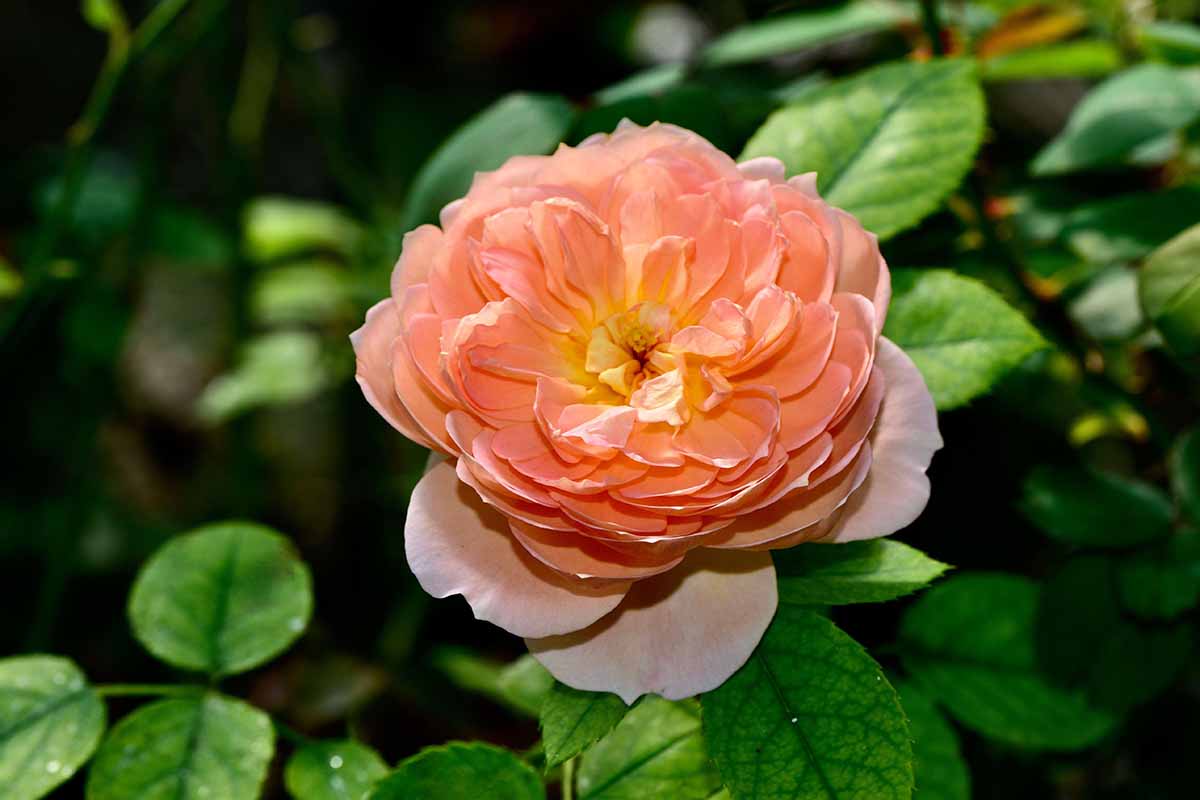 A close up horizontal image of an orange 'Carding Mill' rose growing in a container pictured on a soft focus background.