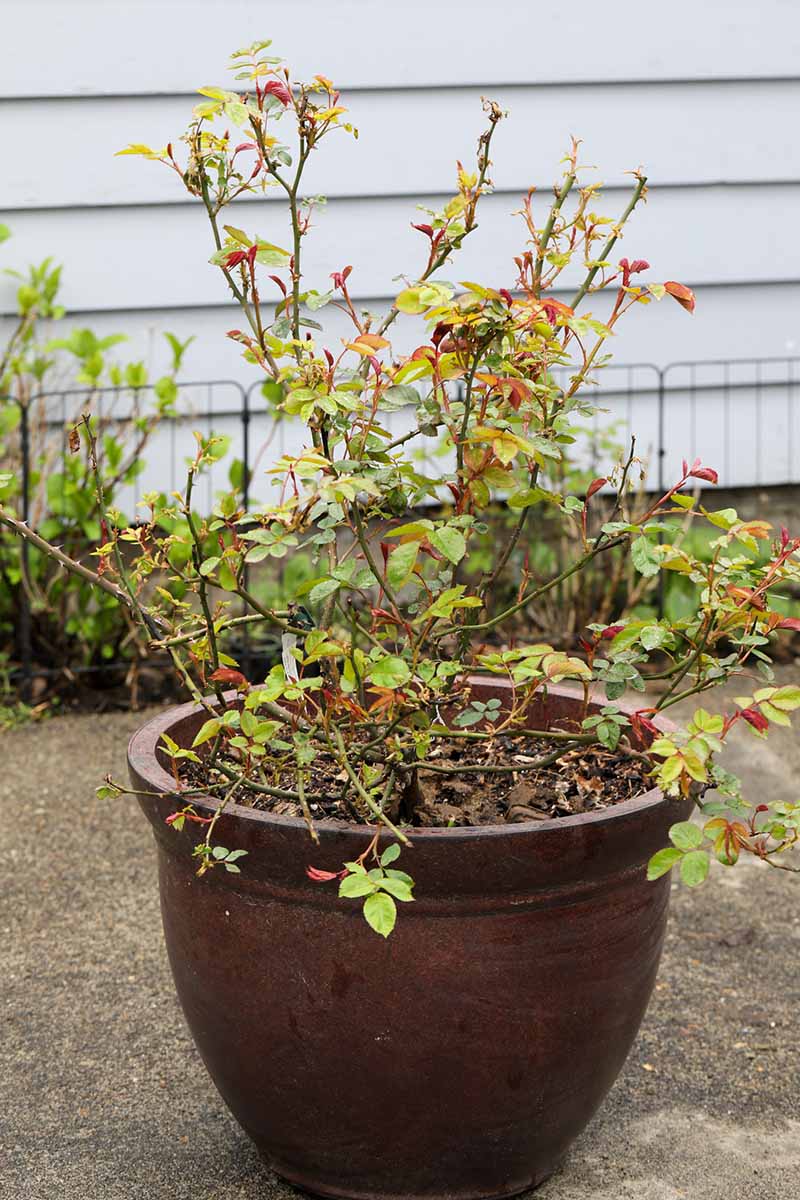 A close up vertical image of a rose shrub growing in a fiberglass pot set outside a residence.