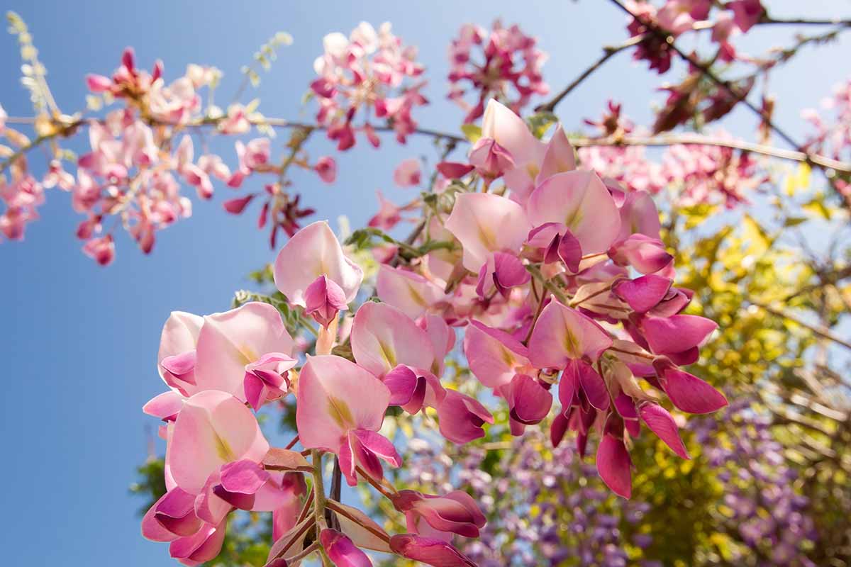 A close up horizontal image of pink 'Rosea' flowers pictured on a blue sky background.