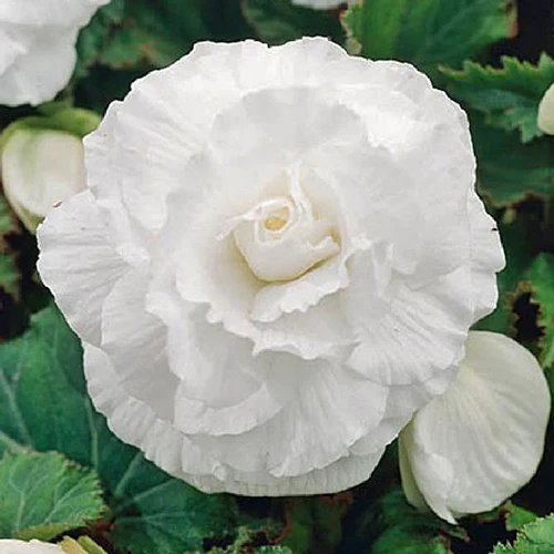 A close up square image of a single 'Roseform White' flower pictured on a soft focus background.