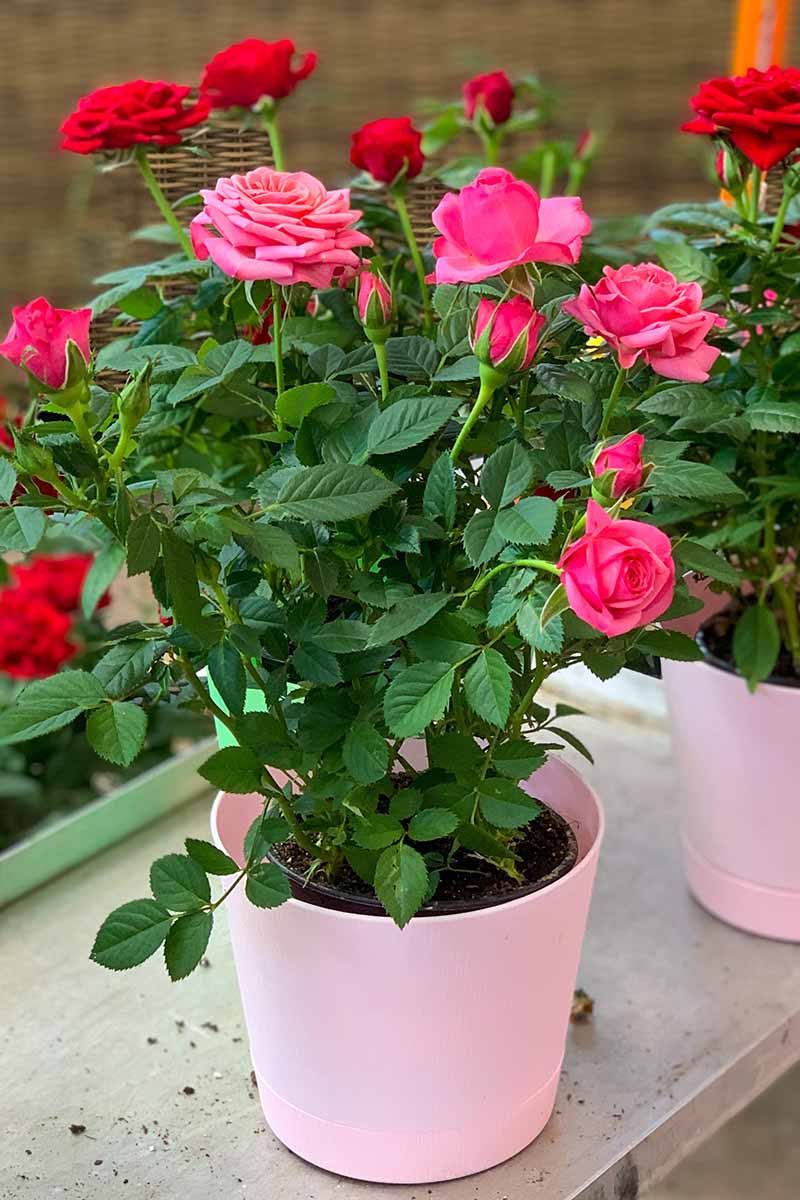 A close up vertical image of roses growing in small pots set on a windowsill.