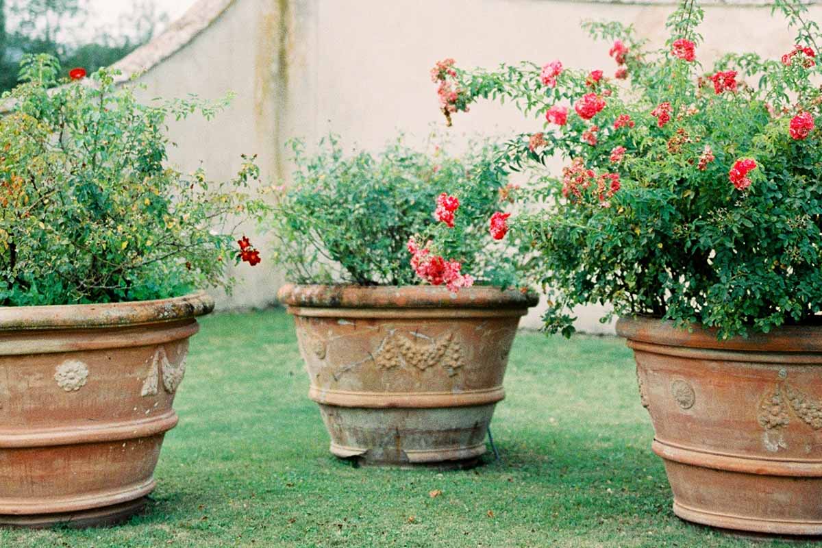 A horizontal image of roses growing in terra cotta pots in an enclosed garden.