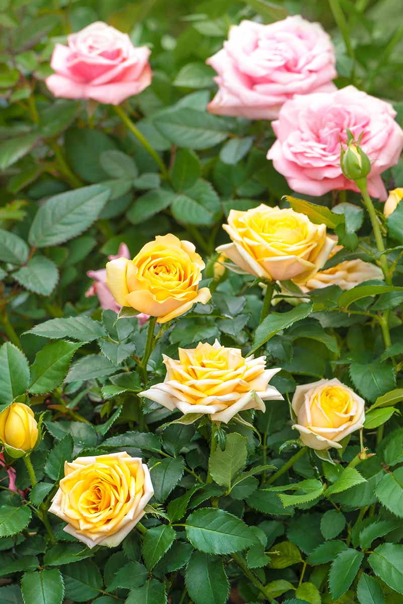 A vertical image of pink and yellow roses growing in the garden.