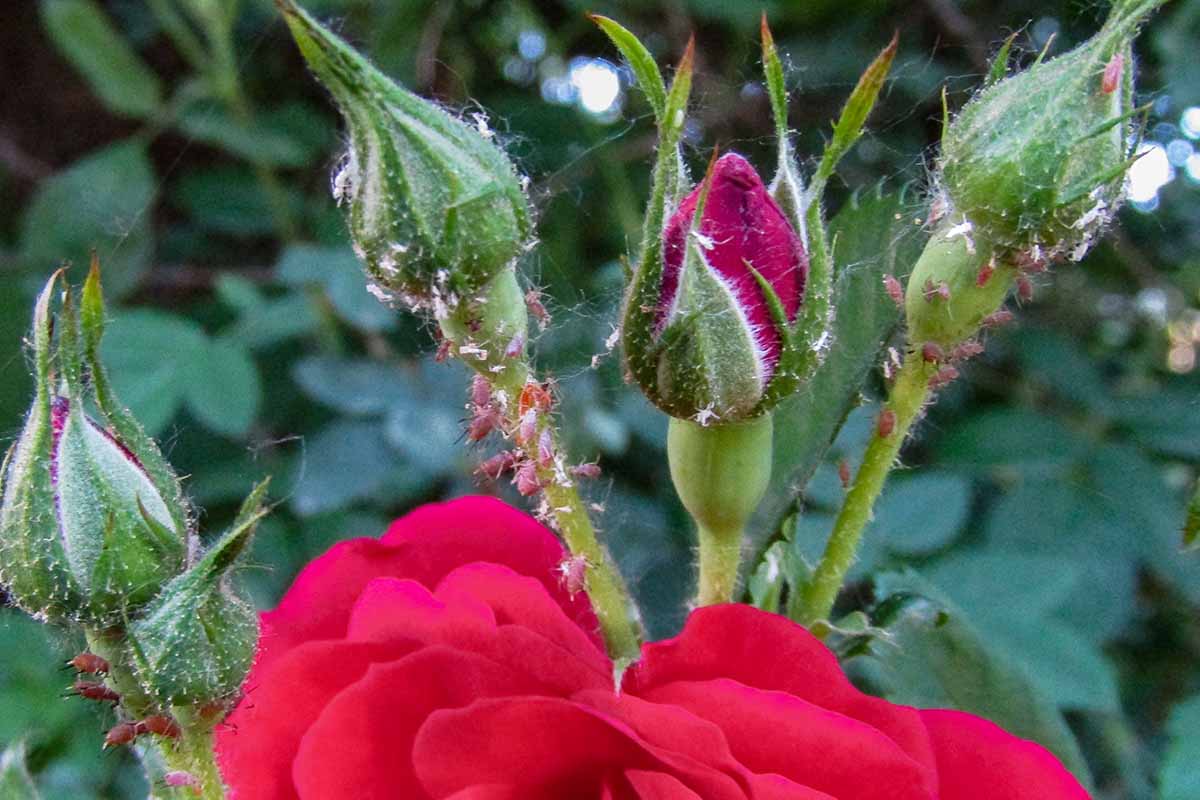 A close up horizontal image of rose buds infested with aphids.