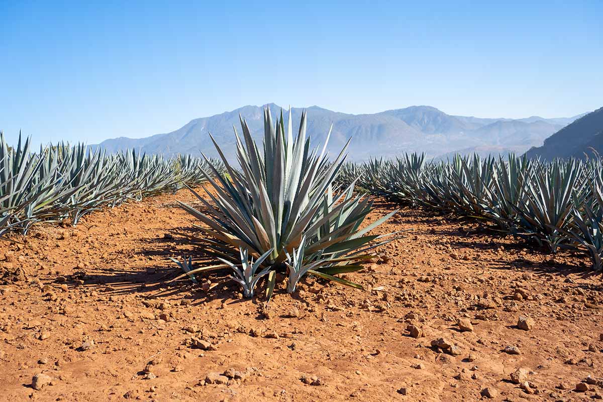 A horizontal image of rows of agave plants growing outdoors in bright sunshine pictured on a blue sky background.