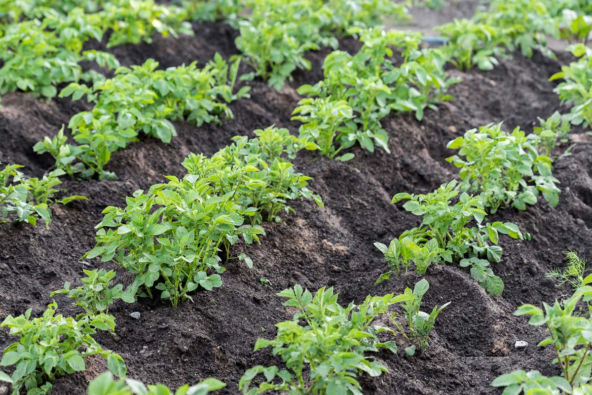 Rows of hilled potatoes plants in the garden with rich, dark soil.