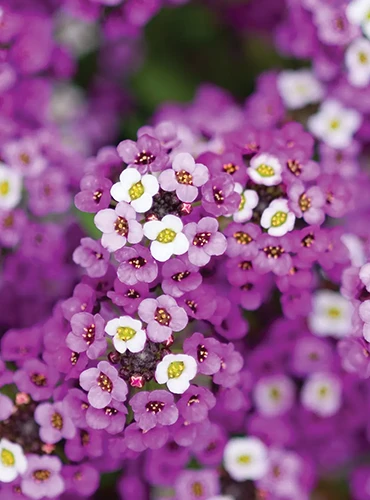 A close up of 'Royal Carpet' sweet alyssum flowers growing in the garden.