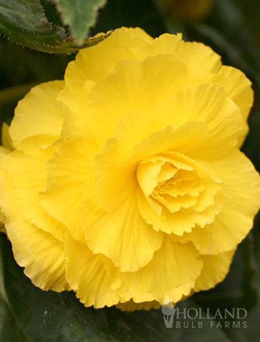A close up of a single 'Ruffled Yellow' flower pictured on a dark background.