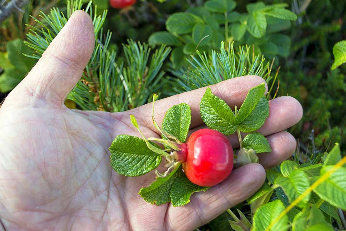 A close up horizontal image of an open palm holing a single rosehip.
