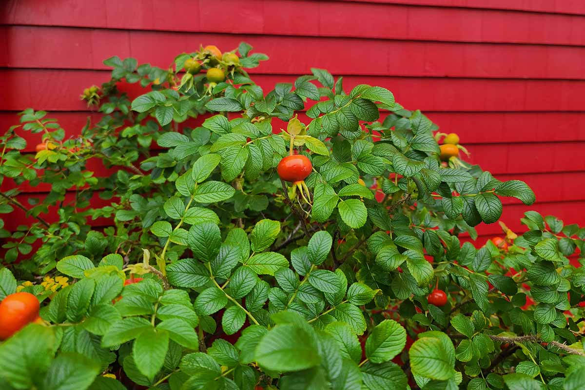 A close up horizontal image of a rugosa rose bush plant with hips developing in autumn. In the background is a red weatherboard fence.