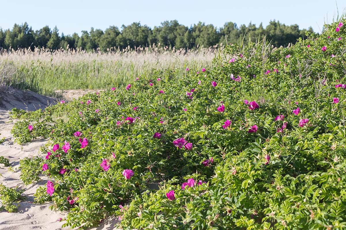 A horizontal image of a rambling rugosa roses growing on a sand dune near a beach.