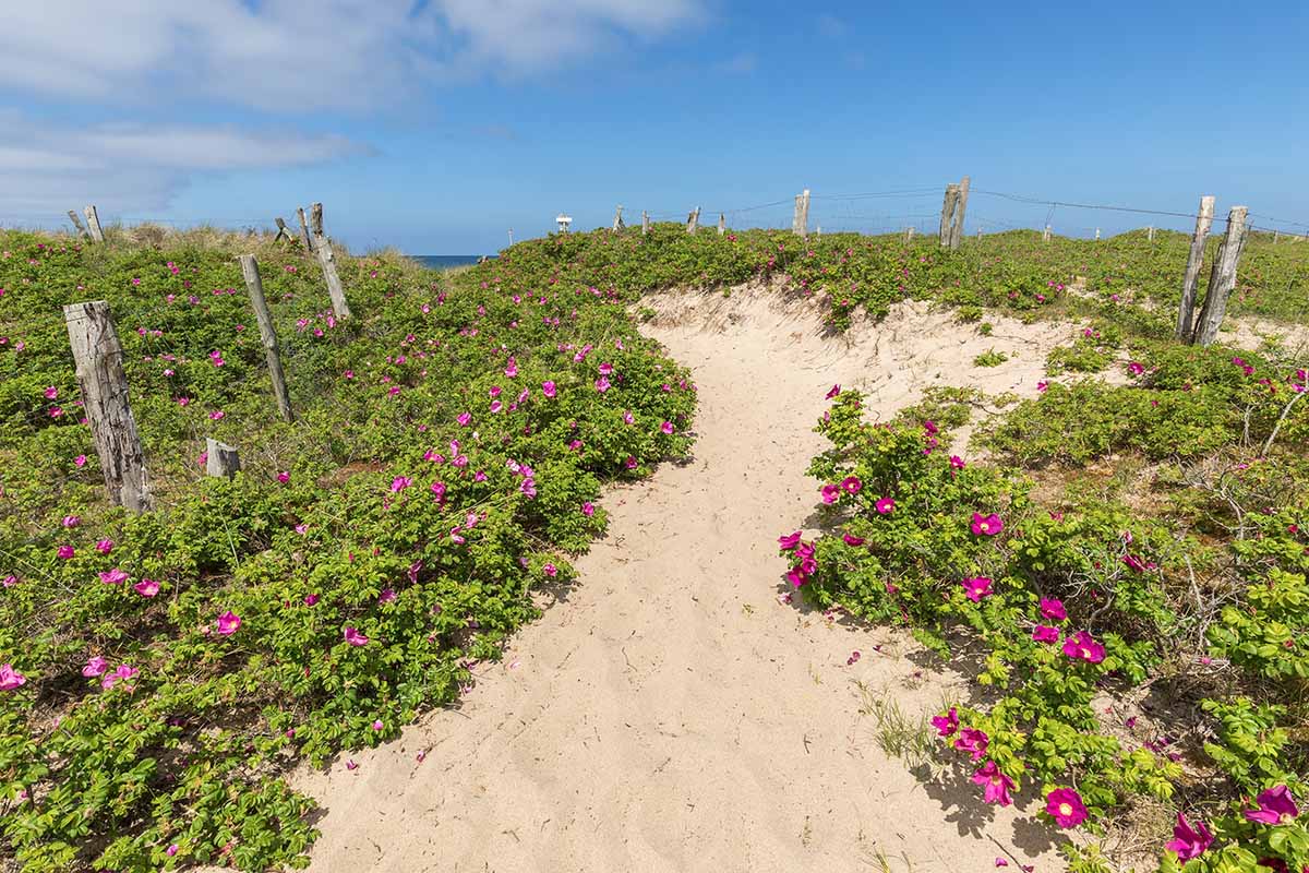 A horizontal image of wild rugosa roses growing on a sand dune leading down to the ocean.