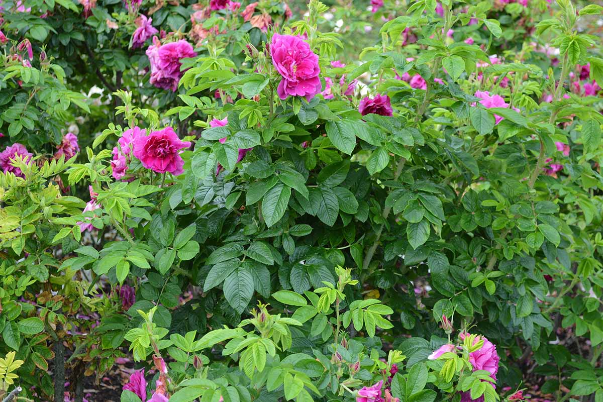 A horizontal image of a large rugosa rose shrub with pink flowers growing in the garden.