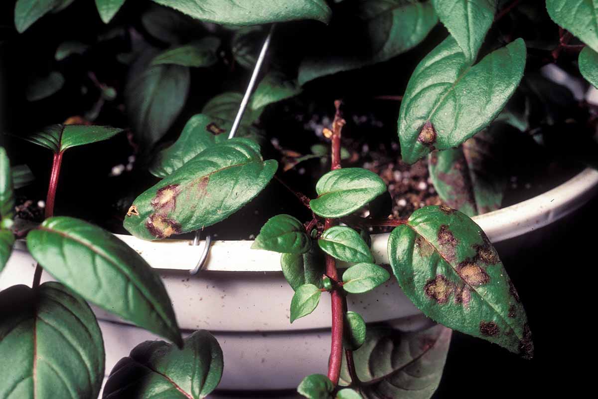A close up horizontal image of a potted fuchsia with rust on the foliage, pictured on a dark background.