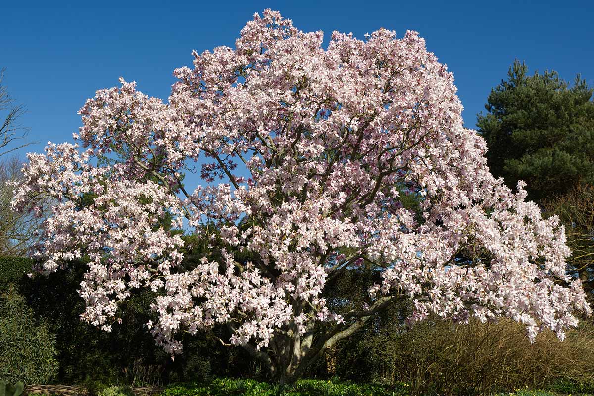 A horizontal image of a large Magnolia sargentiana tree in full bloom in the spring garden, pictured on a blue sky background.
