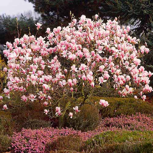 A square image of a saucer magnolia tree in full bloom in the spring garden.