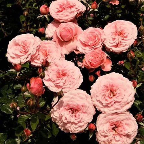 A square image of 'Sexy Rexy' roses growing in the garden.