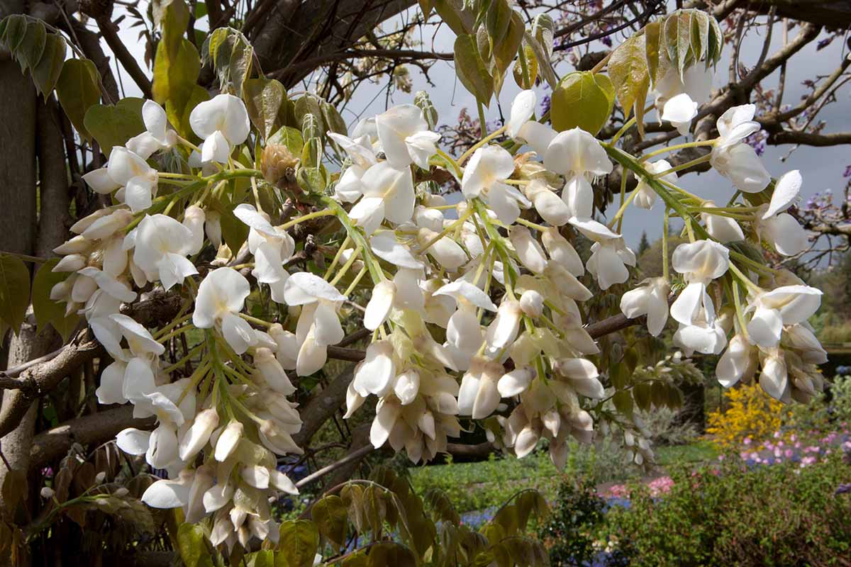 A close up horizontal image of white 'Shiro Kapitan' wisteria flowers growing in the garden.
