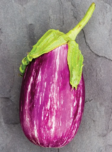 A close up of a single 'Shooting Stars' Italian eggplant set on a gray surface.