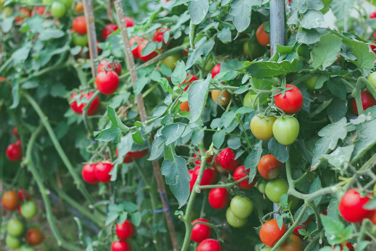 A close up of a large tomato plant with bright red fruits ready to harvest.