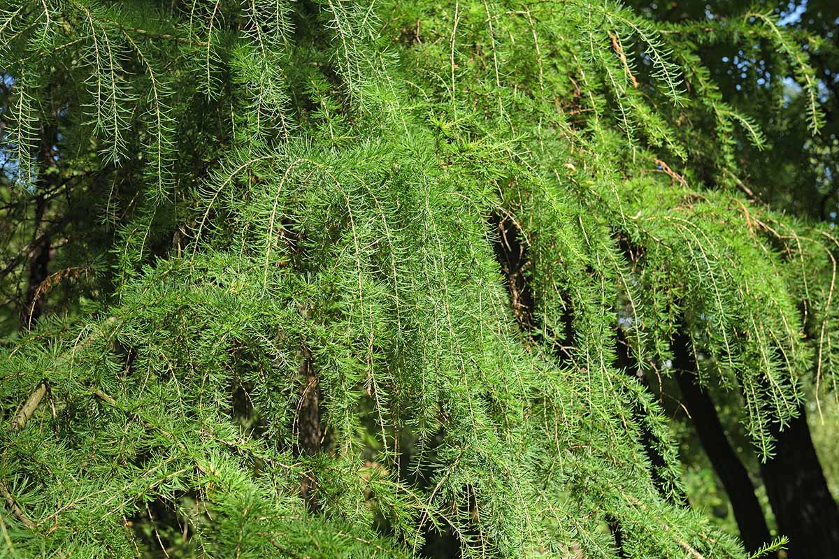 A horizontal image of a Siberian larch tree with weeping branches growing in the garden.