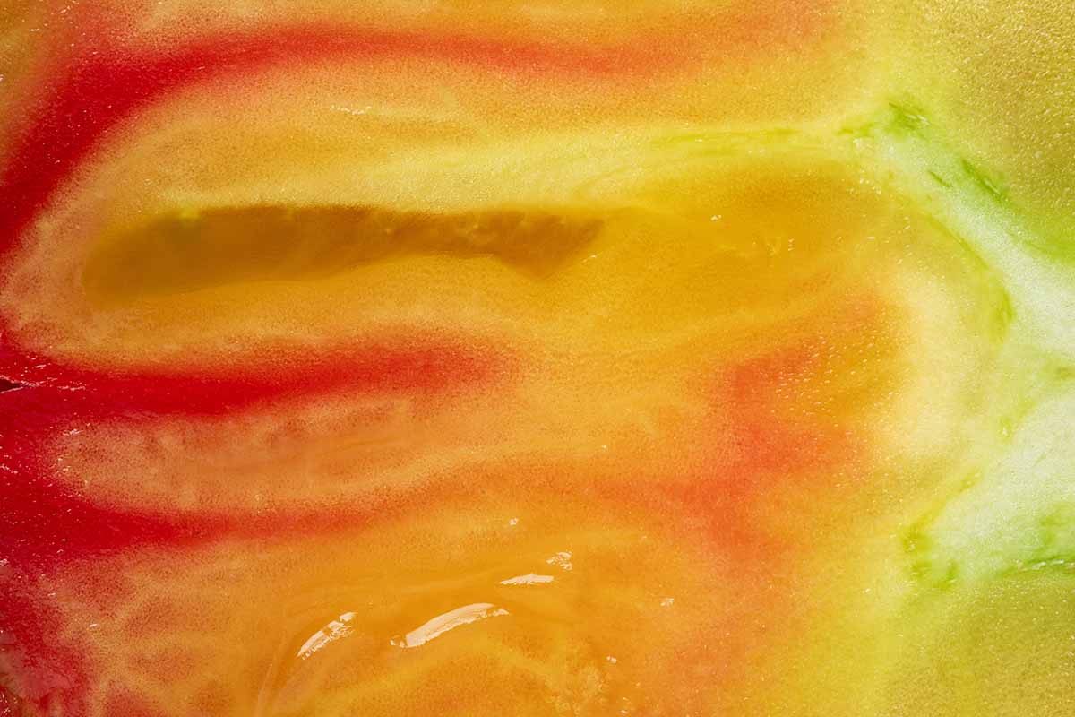 A close up background image of the skin of a yellow and red bicolored tomato.