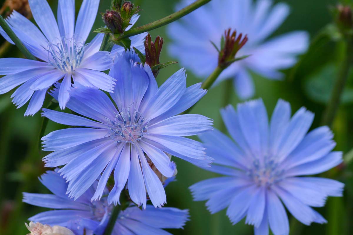 A close up of bright blue Cichorium intybus flowers growing in the garden, pictured on a soft-focus background.