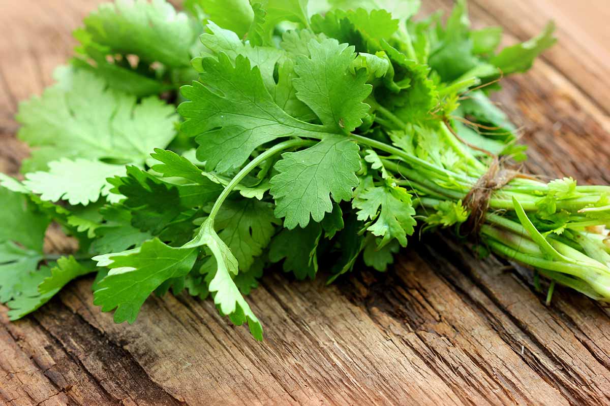 A close up horizontal image of a bunch of cilantro tied together with string, set on a wooden surface.