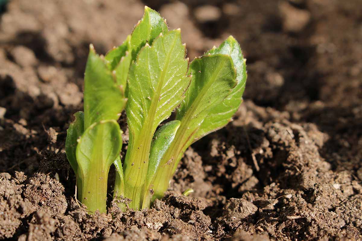 A horizontal image of small dahlia shoots pushing through the soil in spring.