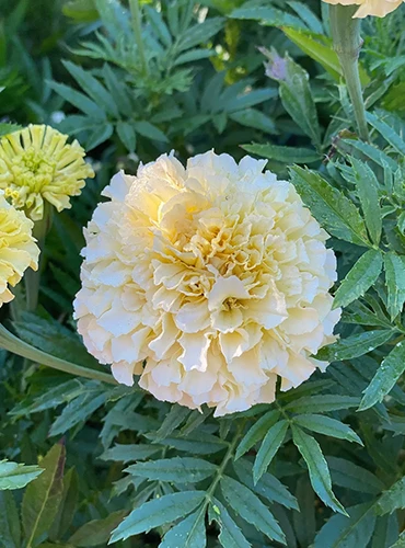 A close up vertical image of 'Snowglobe' marigolds growing in the vegetable patch.