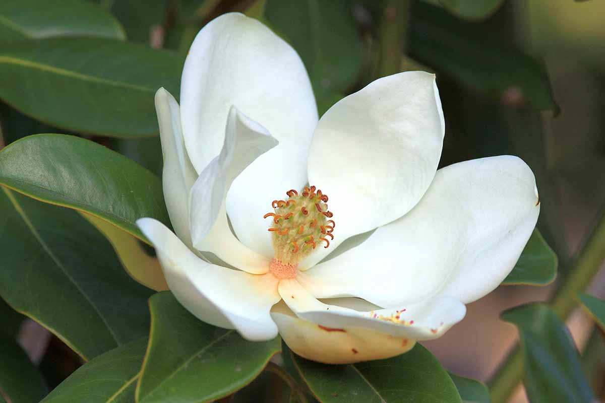 A close up horizontal image of a single white southern magnolia flower pictured on a soft focus background.
