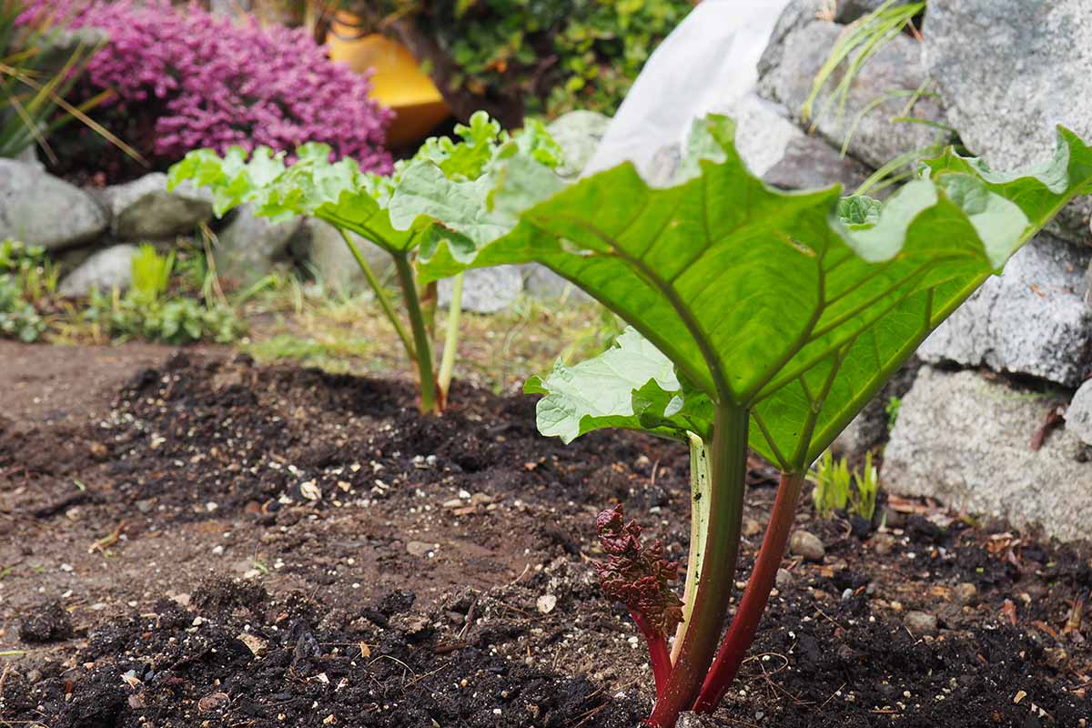 A horizontal image of the spring growth of perennial rhubarb growing in the garden.