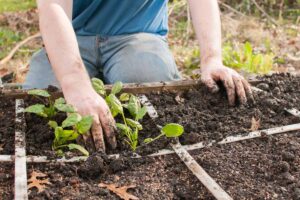 A close up horizontal image of a gardener transplanting seedlings into a raised bed square foot garden.