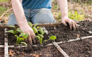 A close up horizontal image of a gardener transplanting seedlings into a raised bed square foot garden.