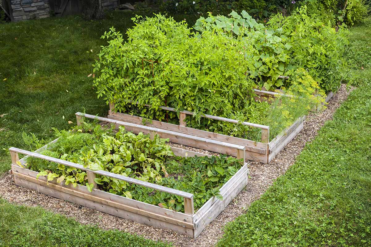 A horizontal image of wooden planters growing a variety of different vegetables.