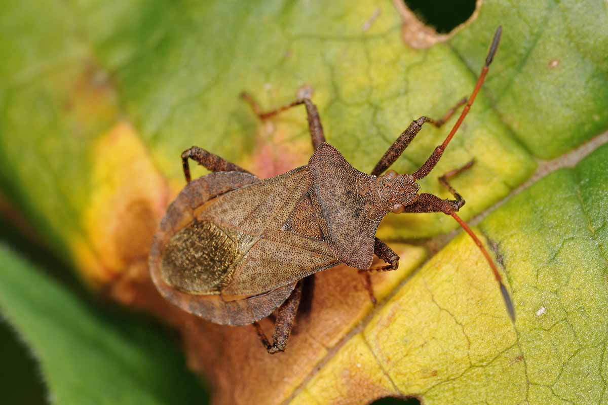 A close up horizontal image of a squash bug feeding on a leaf.